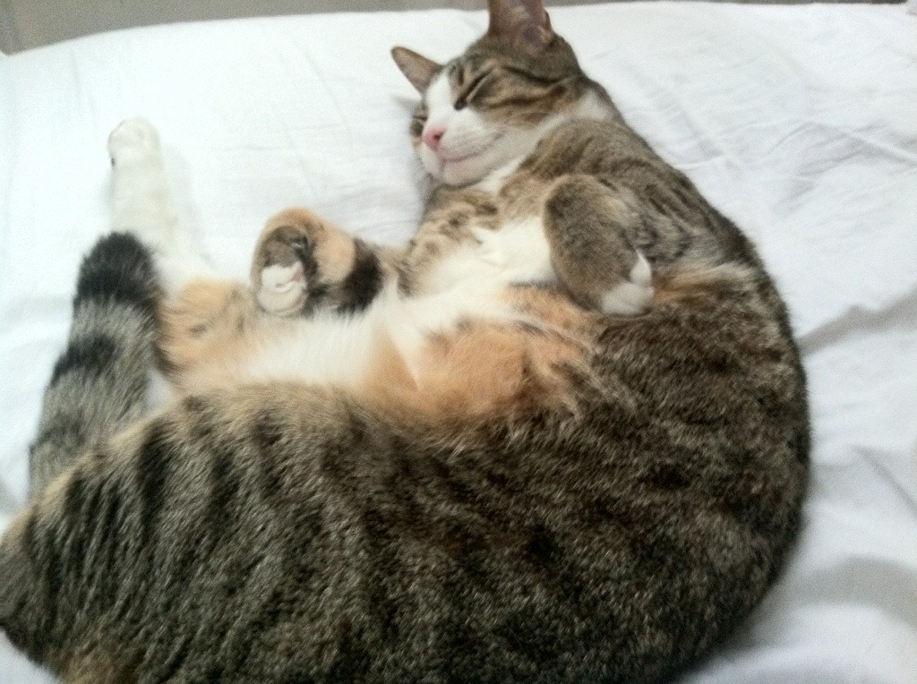 篮球运动员训练计划科学制定与实施研究,篮球训练计划有哪几种类型