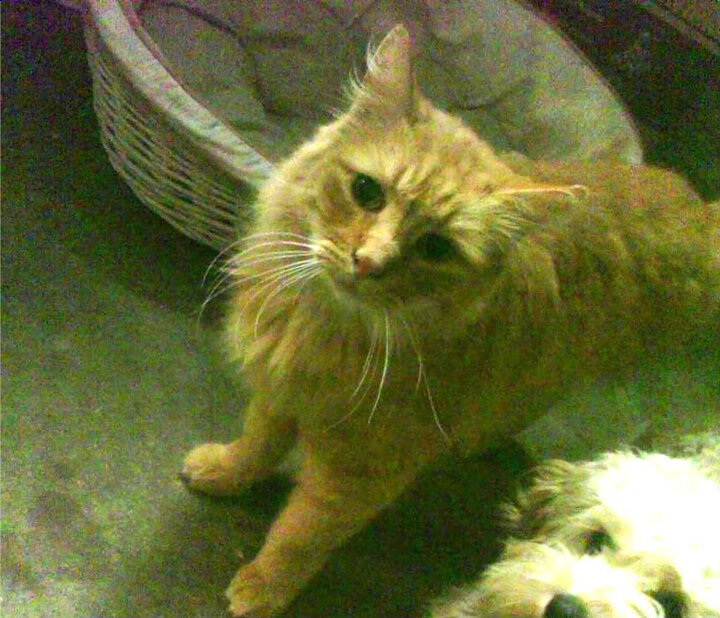 美方划频更高,中国划幅更大,中国美国化