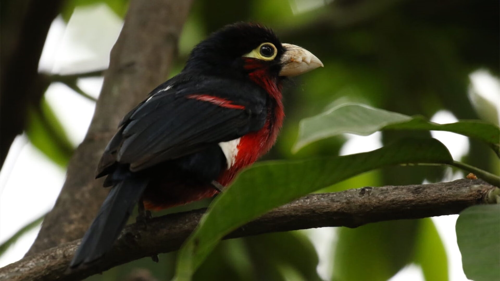 灰熊重用年轻球员着眼未来培养计划,灰熊最强球员
