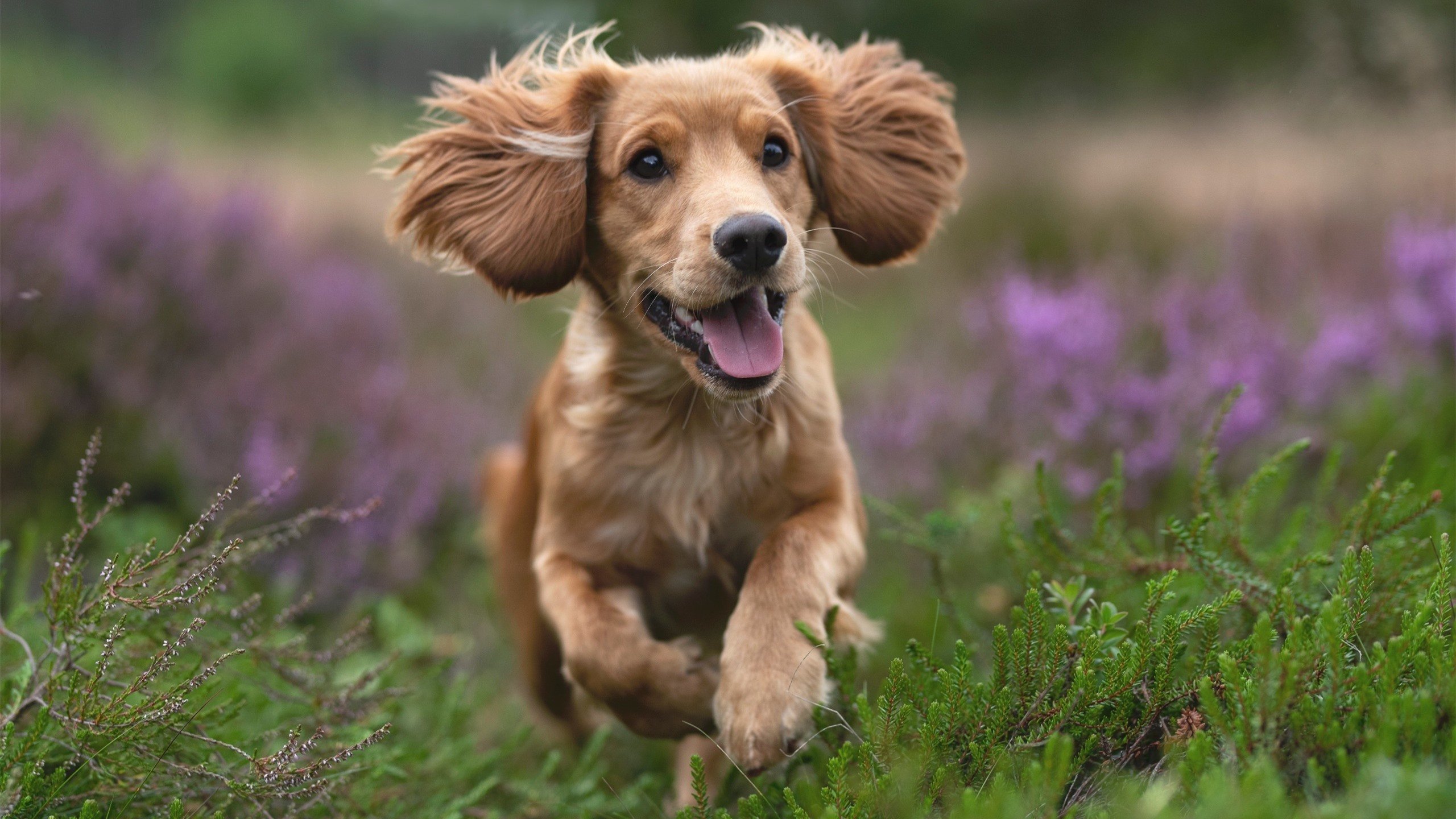 九游9游-黄蜂强调加强运球突破是进攻核心，黄蜂控球后卫